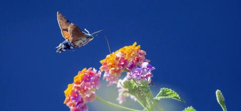 Hummingbird flying over flowers with a blue sky in the background. 