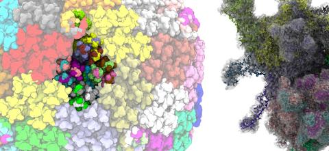 Graphic of enzymes.