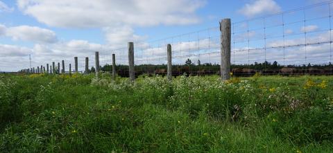 Pasture land with fence post.