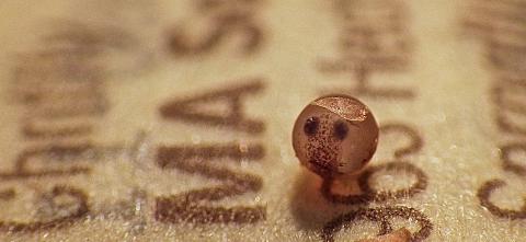 Rio pearlfish embryo