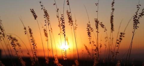 Switchgrass Sunset