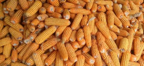 Picture of corn