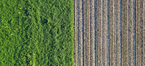 Decorative image of a field