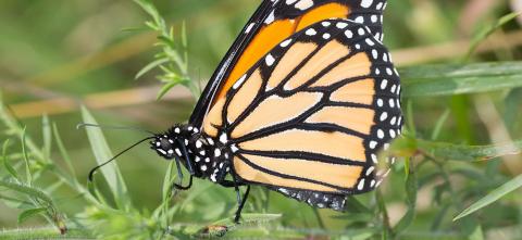 Monarch butterfly