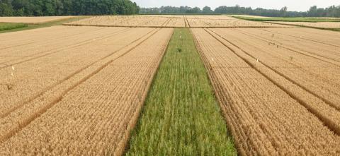 A strip of prairie in the middle of a field.