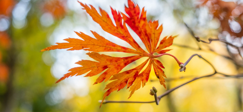 An orange leaf