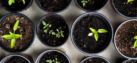 Plants sprouting from small planters