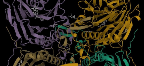 Rendering of bile acids