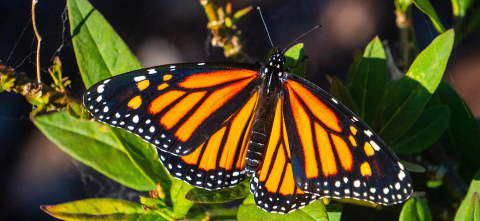 Monarch Butterfly