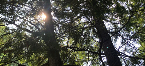 Coniferous trees with the sun peeking through