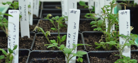 Tomato plants in planters