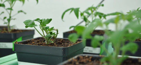 Tomato plants in planters