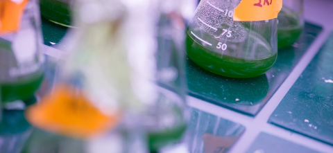 Cyanobacteria in glass containers