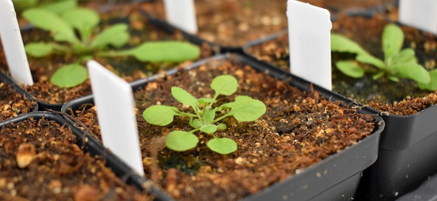 Plants in planters set closely to each other