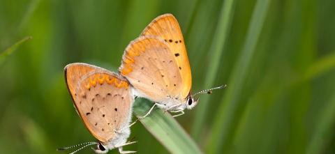 A zoom in of two orange butterflies sitting on a blade of grass together