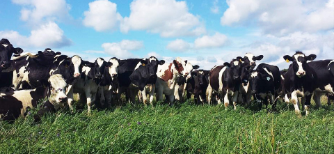 A herd of cows outside