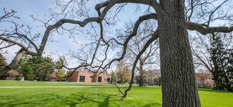 Twisting tree branches on MSU campus with lawn and brick building behind