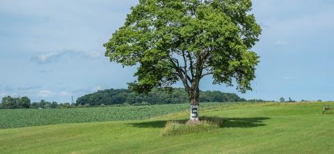 Tree with painted spartan logo in a field