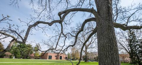 Twisting tree branches on MSU campus with lawn and brick building behind