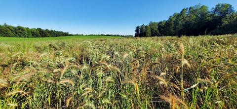 A grassland witha blue sky in the background