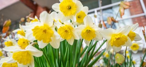A cluster of daffodil flowers