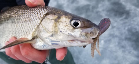 Person holding a whitefish