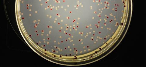 A petri dish showing subjects