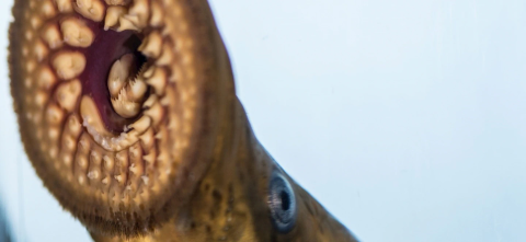 Lamprey upclose