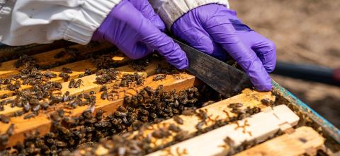 Scientist collecting bee pollin