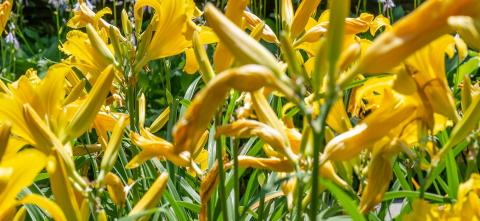 A garden of yellow day lilies