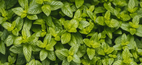 A field of mint plant