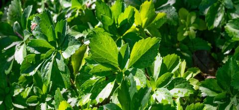 Leaves in bunches