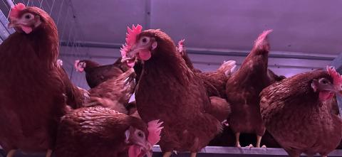 Chickens in a coop