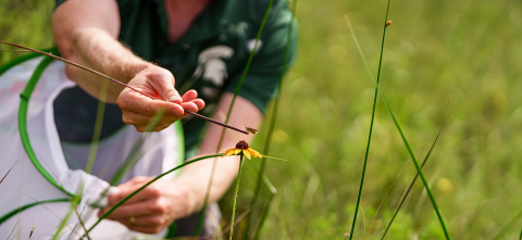 MSU employee holding a branch with a butterfly on it