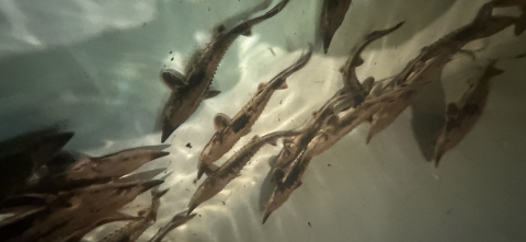 Juvenile lake sturgeon swim in their holding tank at the Black River Sturgeon Rearing Facility