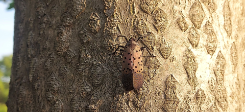 Spotted lanternfly on a tree