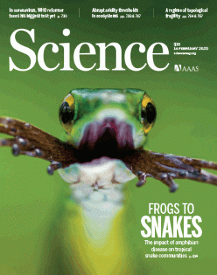 A satiny parrot snake (Leptophis depressirostris) preys on a frog