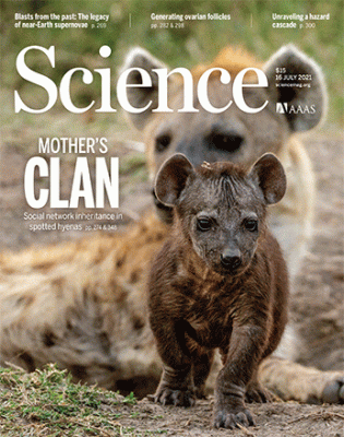 Mother and baby spotted hyenas