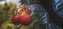 Graphic image of tomato and DNA 