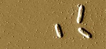 Microscpic image of geobactor