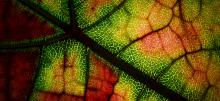 Show a very close image of a leaf that is stressed and showing signs through red and yellow discoloration. 