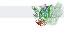 Graphic of a protease structure