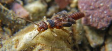 zoomed in meltwater stonefly