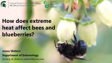 How Does Extreme Heat Affect Bees and Blueberries? - Jenna Walters
