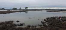 A wetland with a cloudy gray sky