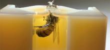 Honey bee on honey