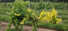 Grape vines growing through a fence