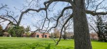 Twisting tree branches on MSU campus with lawn and brick building behind