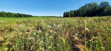 A grassland witha  blue sky in the background