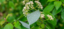 A close up of raindrops on leaves